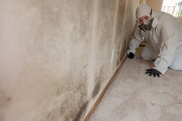 Best Asbestos and Lead Testing During Mold Inspection  in Finley, WA